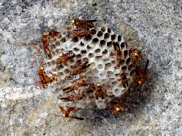 insect nest