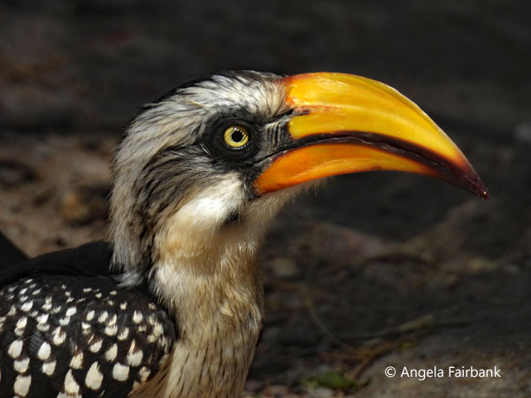 Eastern Yellow-billed Hornbill (<i>Tockus flavirostris</i>) 2