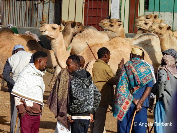 livestock market scene 6