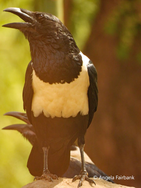 Pied Crow (<i>Corvus albus</i>)