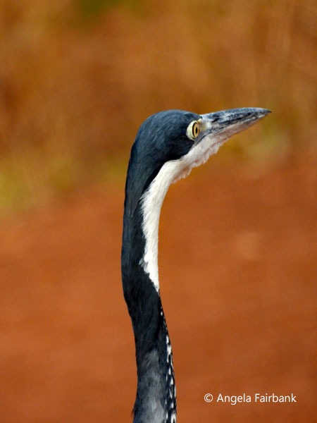 Black-headed Heron (<i>Ardea melanocephala</i>)