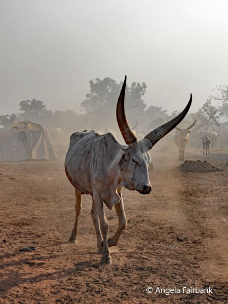 mundari camp scene 91
