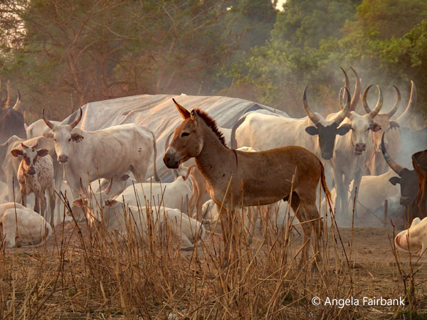 mundari camp scene 110