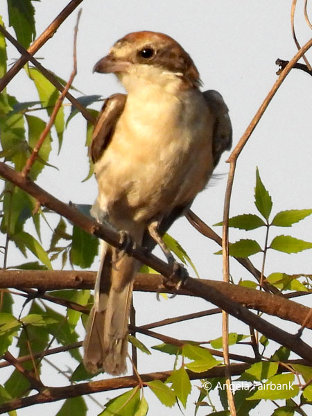 Woodchat Shrike (<i>Lanius senator</i>)