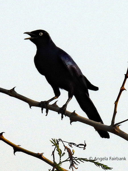 R&uuml;ppell's Starling (<i>Lamprotornis purpuroptera</i>) or perhaps a Long-tailed Glossy Starling (<i>Lamprotornis caudatus</i>)