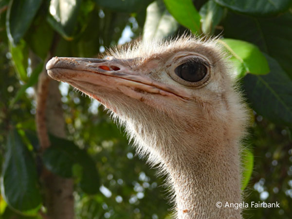 Common ostrich (<i>Struthio camelus</i>) 1