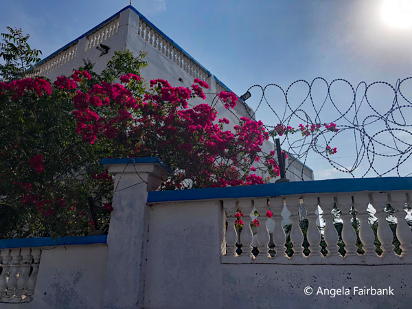 bougainvillea at white house