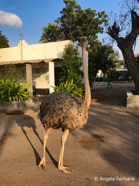 Common ostrich (<i>Struthio camelus</i>) 3