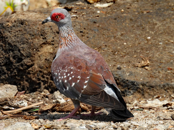 Speckled Pigeon (<i>Columba guinea</i>)