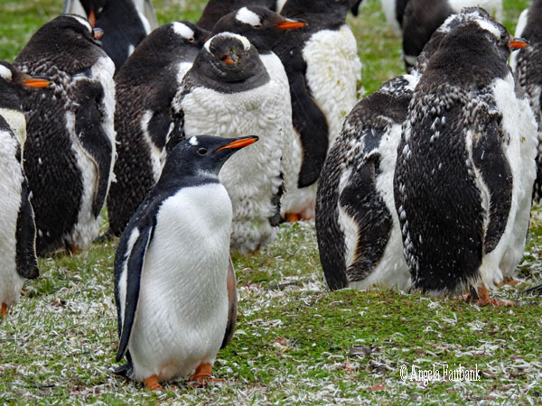 gentoo penguins moulting 3