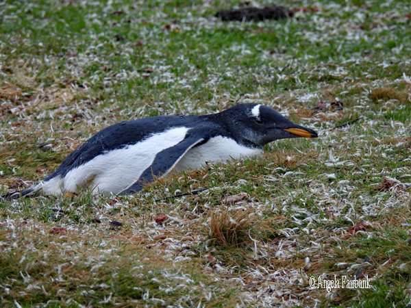 adult gentoo penguin on ground