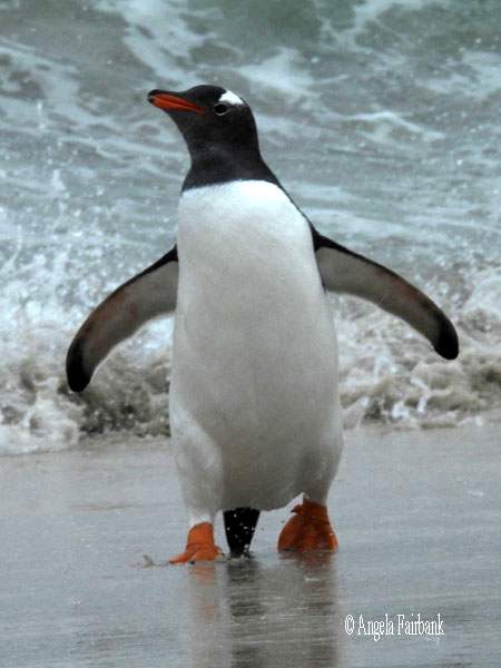 gentoo penguin emerging from the sea 1