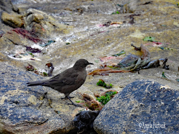 tussac bird 2