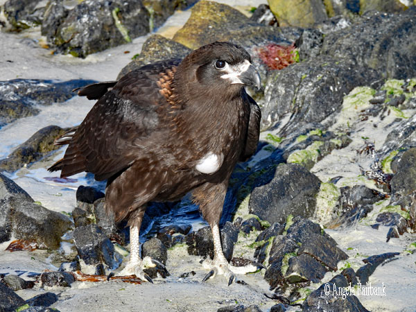 striated caracara 1