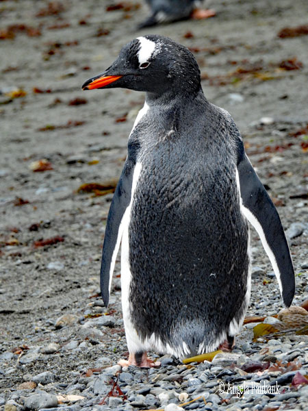 gentoo penguin looking left