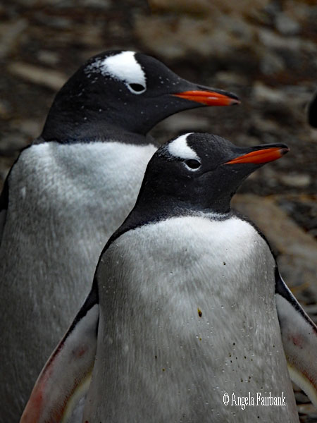 2 gentoo penguins facing right