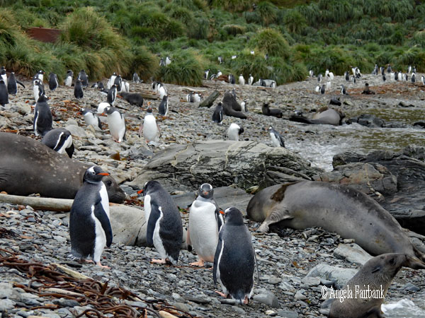 view of beach with gentoo penguins and elephant seals
