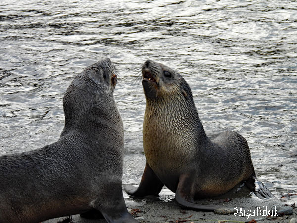 two fur seals facing each other
