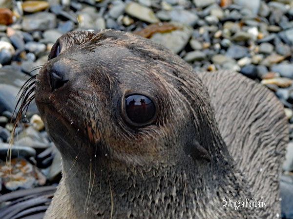 fur seal looking left