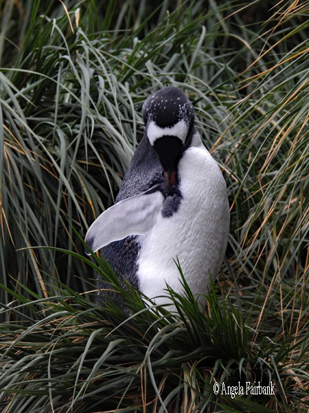 gentoo preening in tussac grass