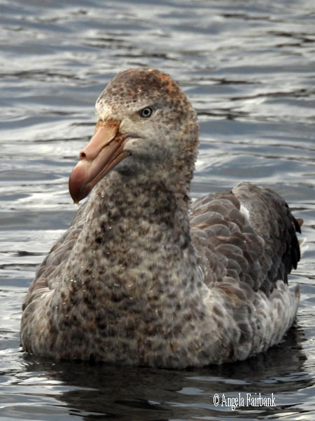giant petrel on water to right