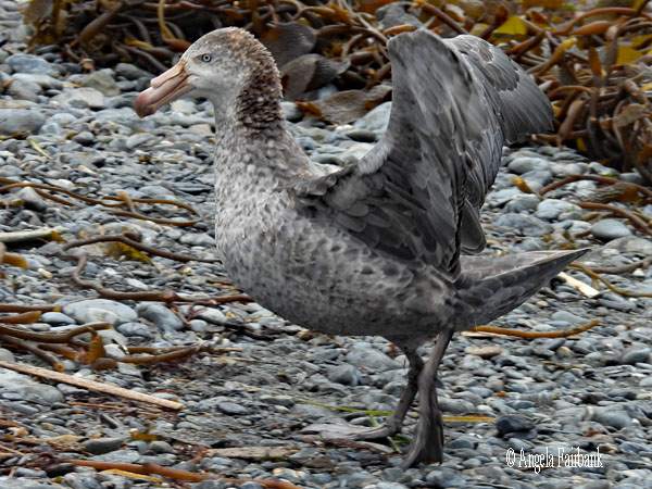 giant petrel walking with wings up