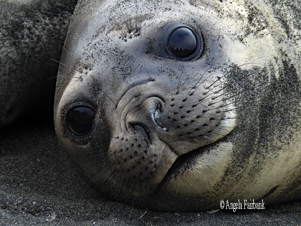 elephant seal face 1