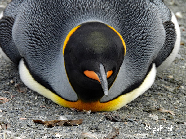 king penguins moulting