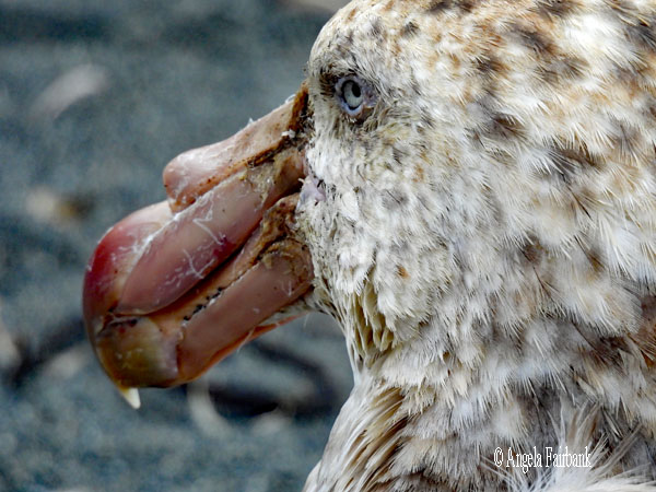 giant petrel face