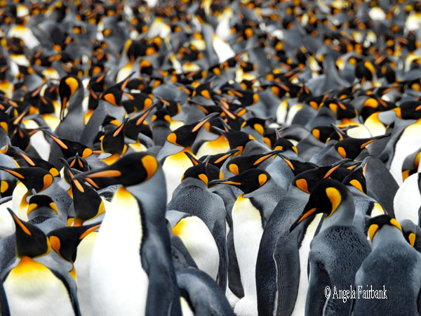 1 moulting gentoo penguin