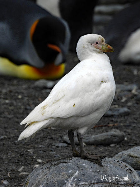 snowy sheathbill 4
