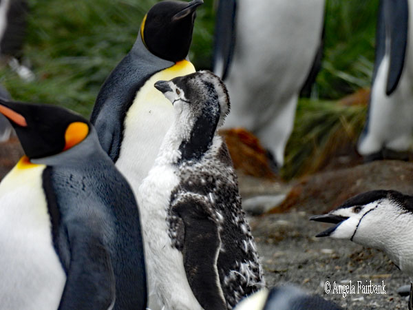moulting chinstrap with adult king