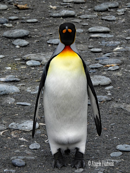 mass of king penguins 12