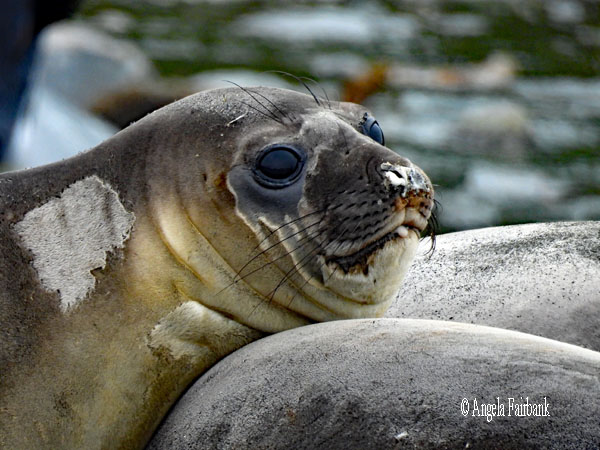 elephant seal face 9