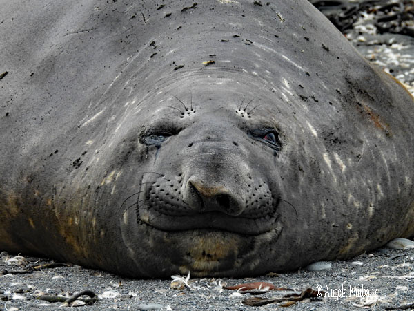 elephant seal face 12