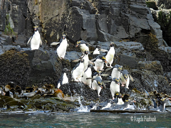 macaroni penguins 23