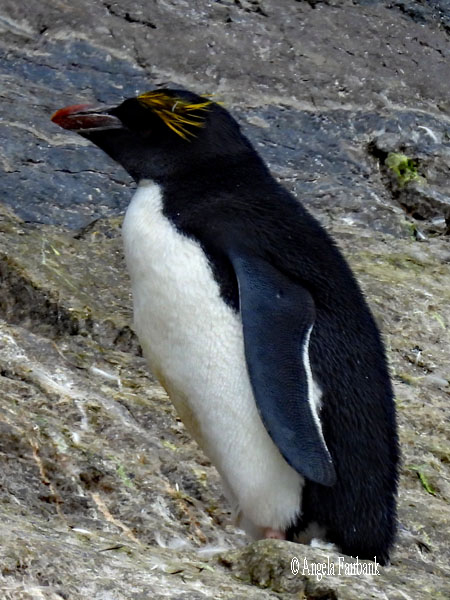 1 macaroni penguin 1