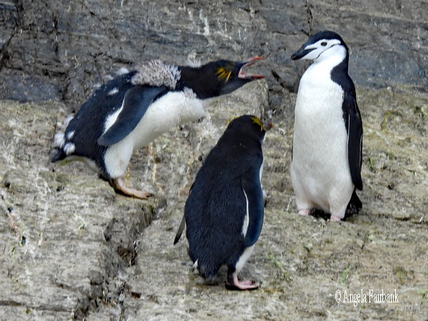 macaroni penguins 28