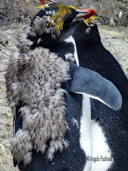 2 macaroni penguins 2