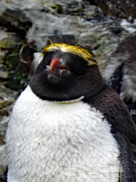 1 macaroni penguin 3