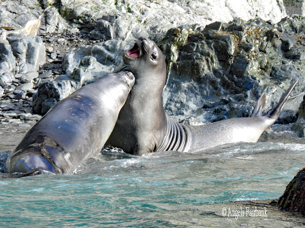 fur seals 3