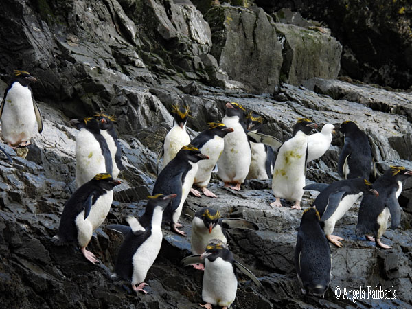 macaroni penguins 13