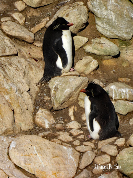southern rockhopper penguins 2