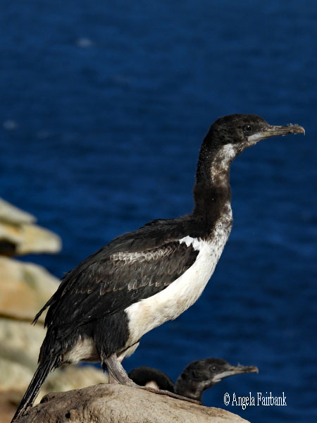 imperial cormorant