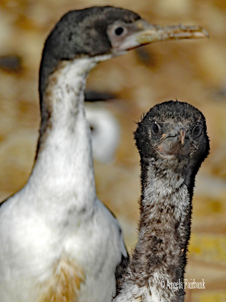 imperial cormorant facing forward 2