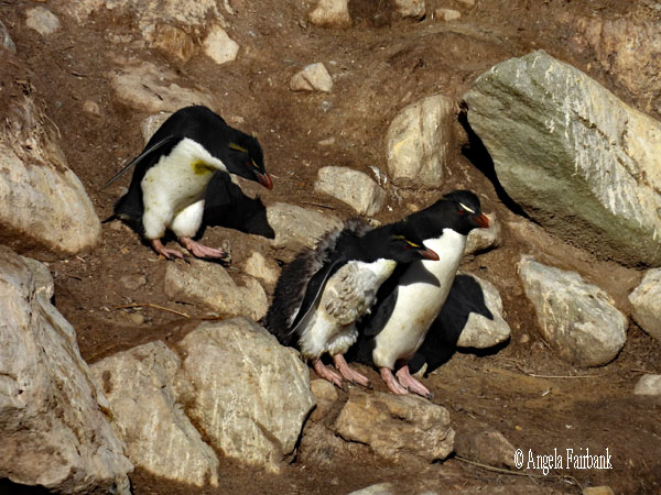 southern rockhopper penguins 3