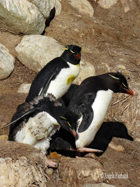 single southern rockhopper penguin 2