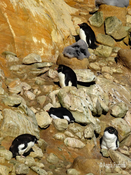 3 fluffy black-browed albatrosses