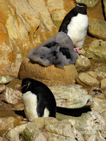 single southern rockhopper penguin 4