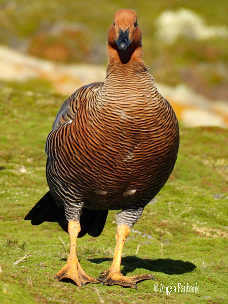 uplands goose